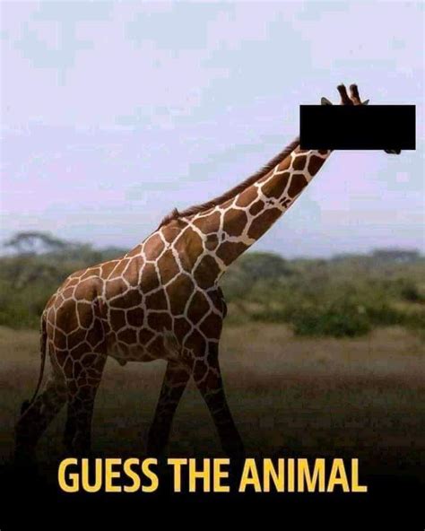 Guess the Animal.. : r/Giraffesdontexist