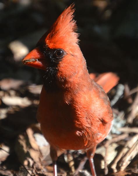 Male Cardinal eating in the garden. | Красный кардинал, Кардиналы