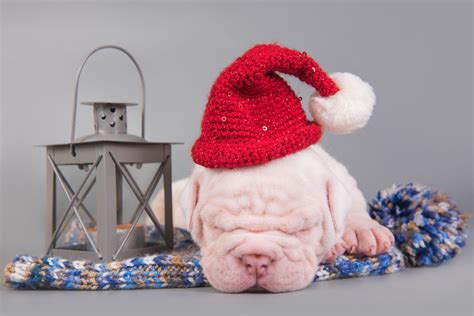 #74285 Pit Bull HD, Dog, Santa Hat, Baby Animal, Puppy, Sleeping, Christmas - Rare Gallery HD ...
