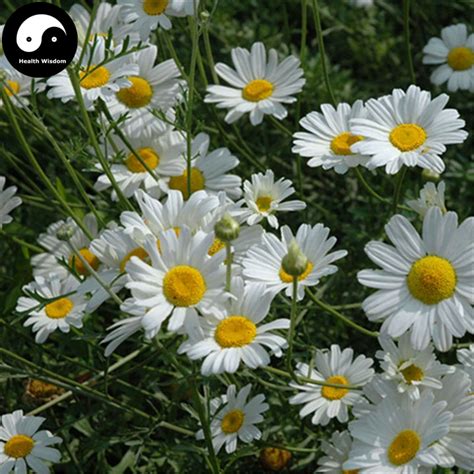 Buy Pyrethrum Flower Semente 240pcs Plant Insect Repellent Flower Pyrethrum-in Bonsai from Home ...