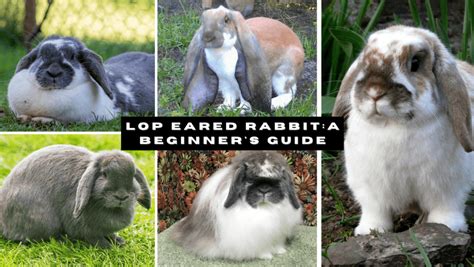 Lop Eared Rabbit: A Beginner's Guide - The Rabbit Hop