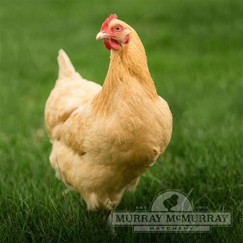 Buff Orpington Chickens: All You Need To Know About This, 52% OFF