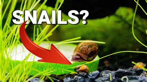 Why are SNAILS GOOD For Your AQUARIUM? - YouTube