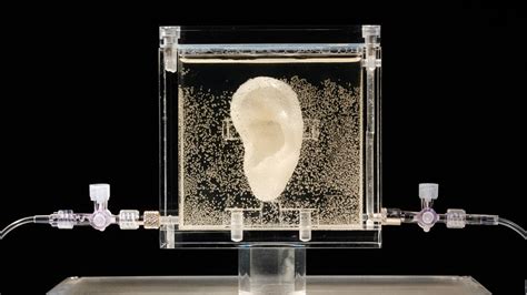 Van Gogh’s Ear Displayed at Ronald Feldman Fine Arts | Architectural Digest