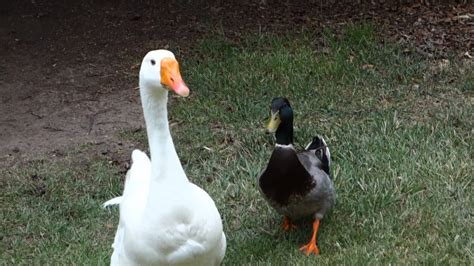 Free photo: Geese and ducks - Animals, Biology, Birds - Free Download - Jooinn