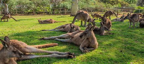 Bonorong Wildlife Sanctuary, Tasmania, Australia - Heroes Of Adventure