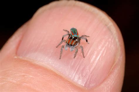 Amazing Peacock Spider of Australia : Very Beautiful and Colorful | Most Unbelievable & Amazing ...