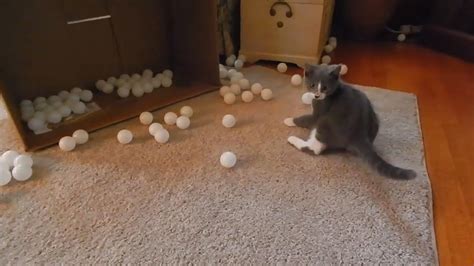 Cute Cats Hilariously Playing With 144 Ping Pong Balls - YouTube