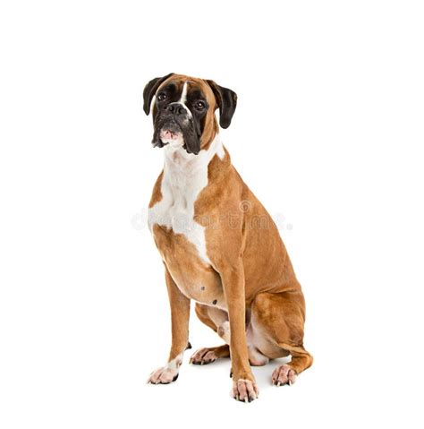 Fawn-colored Boxer stock image. Image of fawn, charming - 63196299