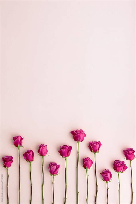 Long stemmed pink roses on a pink background Download this high-resolution stock photo by ...