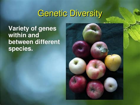 PPT - Biodiversity PowerPoint Presentation, free download - ID:1395884