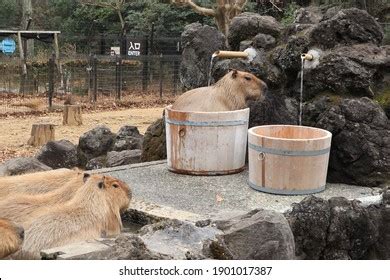 Capybara Hot Spring Stock Photo 1901017387 | Shutterstock