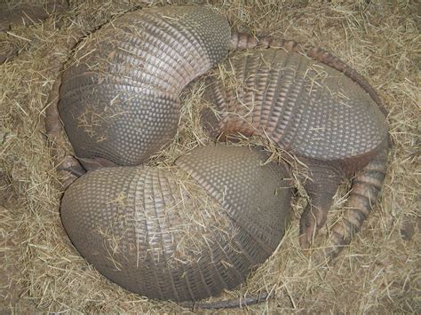 We have 3 nine-banded armadillos - Bronco, Houdini, and Rocky. This species can not roll itself ...