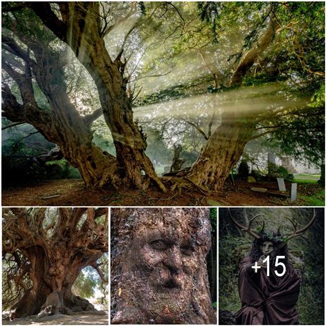 The Ancient Llangernyw Yew: A Haunting Prophecy from Wales' Oldest Tree - Amazing Nature