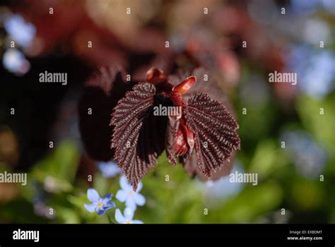 hazelnut tree leaves Stock Photo - Alamy