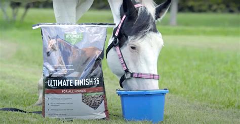 Best Horse Feed Brands for Hard Keepers: Top 5 Picks - Equineigh