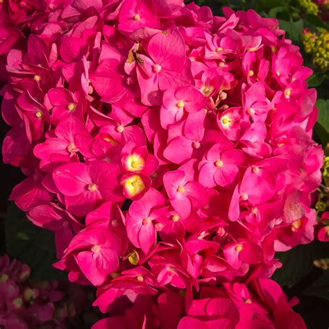 Summer Crush Hydrangea For Sale Online | The Tree Center