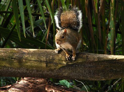 Wekiwa Springs State Park is home to a plethora of wildlife species ...