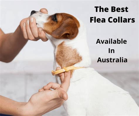 7 Best Flea Collar Options Australia(2021 Buyers Guide) - gentledogtrainers.com.au