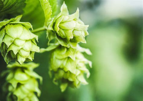 Hops 101: What They Are and How They Taste in Your Beer | Druthers ...