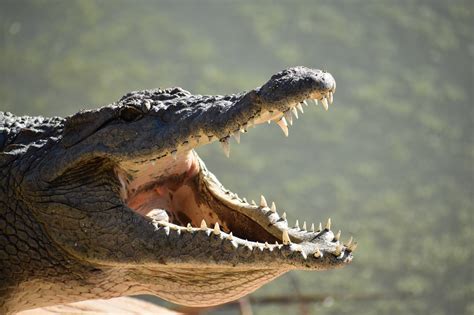 Nile Crocodile Attacks Human