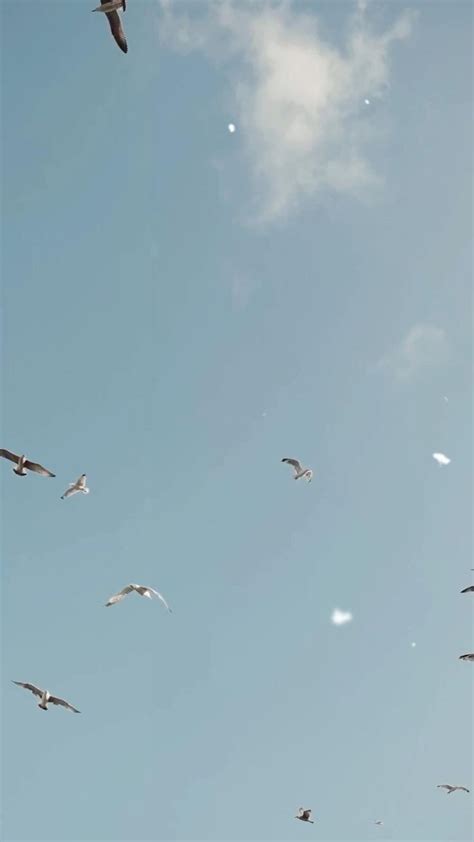 Birds flying in the sky | Flying photography, Nature photography, Sky ...