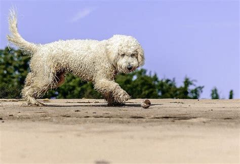 White Goldendoodle: Complete Guide - Dog Leash Pro