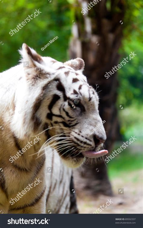 White Royal Bengal Tiger Stock Photo 89502337 : Shutterstock