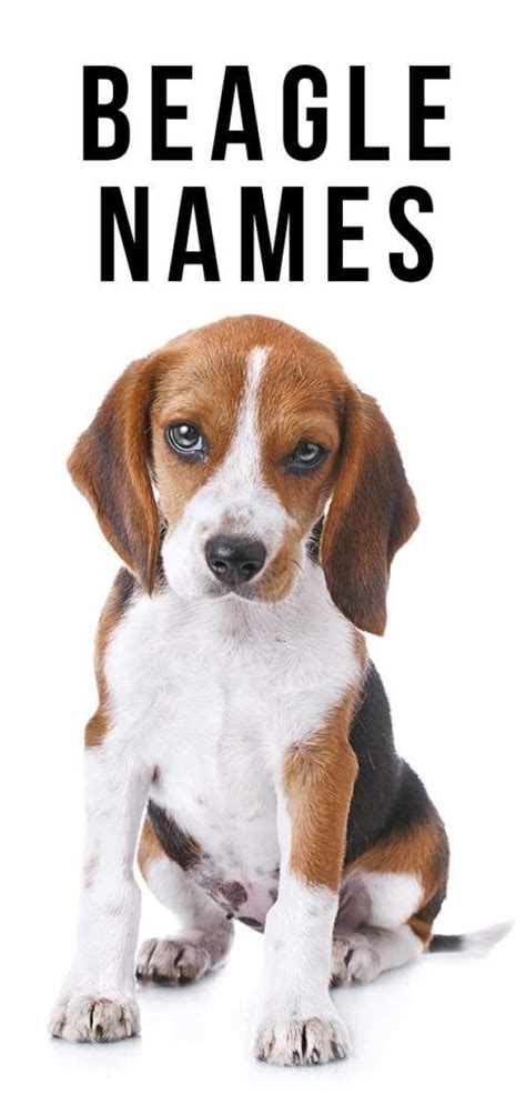 Beagle Names - 300 Ideas For Beautiful Beagles | Beagle names, Dog ...