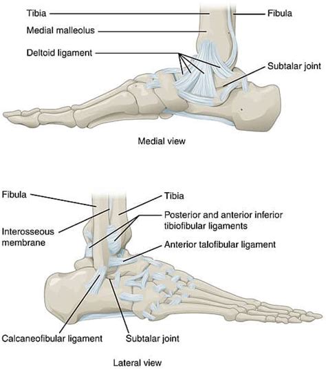 The Ankle Joint - Articulations - Movements - TeachMeAnatomy