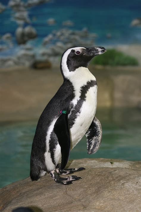 Jenkinsons Aquarium Adopt A Penguin - Aquarium Views