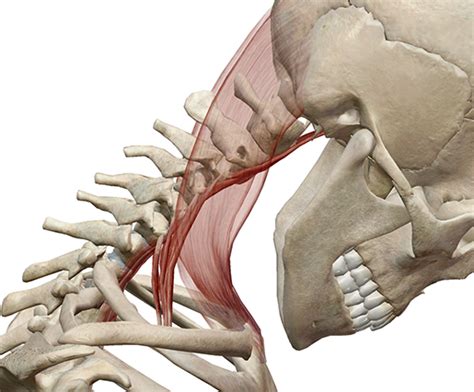 Learn Muscle Anatomy: Scalene Muscles