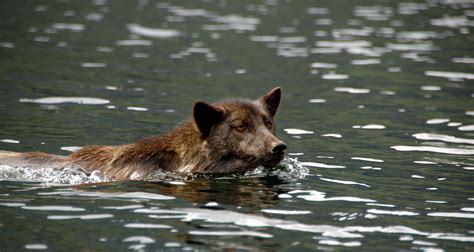 Some of the Pacific Northwest’s Wolves Have Coastal Genes | Hakai Magazine