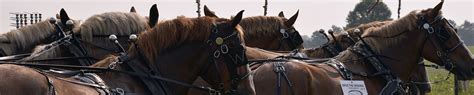 Horse Harness Webbing | Leather harnesses alternative