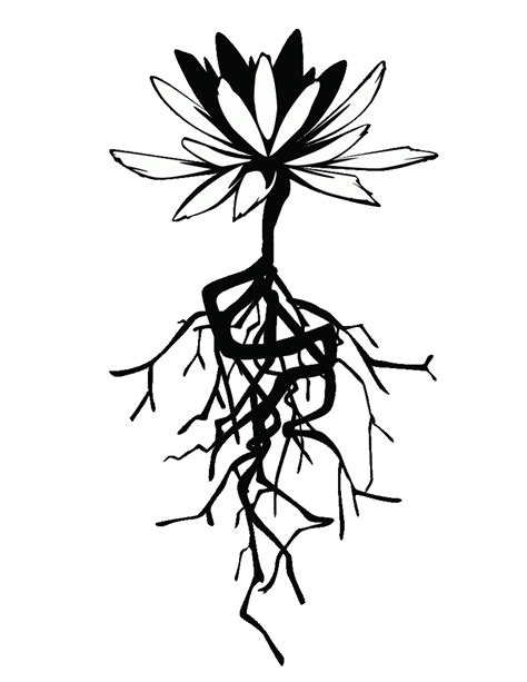 Bitterroot Flower Drawing | Best Flower Site