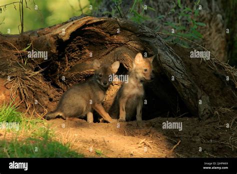 Golden jackal pups Stock Photo - Alamy