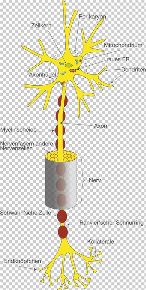 Neuron Collateraal Nervous System Dendrite Axon PNG, Clipart, Area, Astrocyte, Axon, Brain, Cell ...