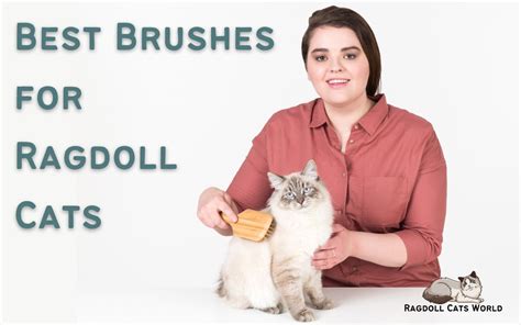 Best Brushes for Ragdoll Cats (2024) - and one you should avoid!