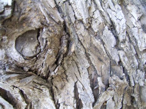 Olive Tree Bark Free Stock Photo - Public Domain Pictures