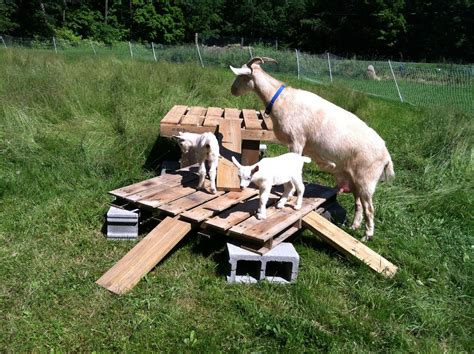 15 Goat’s Playground Ideas For Your Farm | Farm Cradle | Goat ...