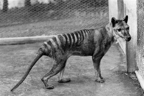 Decades later, body of last Tasmanian tiger found in museum cupboard - UPI.com