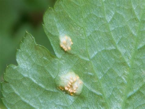 Puccinia smyrnii (rust fungus) - BRITISH NATURE GUIDE