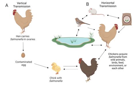 How do chickens get Salmonella, anyway? – Biosecurity and Backyard Chickens