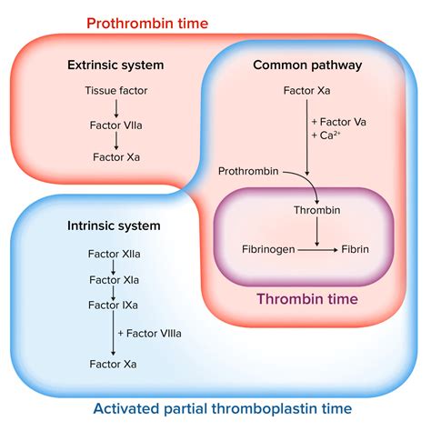 Coagulation Studies | Concise Medical Knowledge