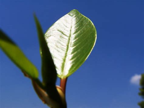 leaf | leaves, anyone...? Happy Sunday morning! And Happy In… | Flickr