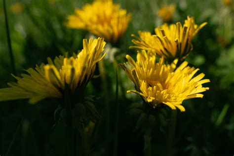 Saarland | Nature in Saarland, Germany | Jochen Heyd | Flickr