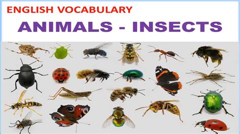 Animals - Insects Vocabulary with Pictures, Pronunciations and ...