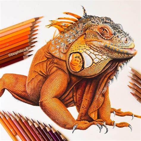 Brightly Colored Animal Pencil Drawings | Arte de lápices de color ...