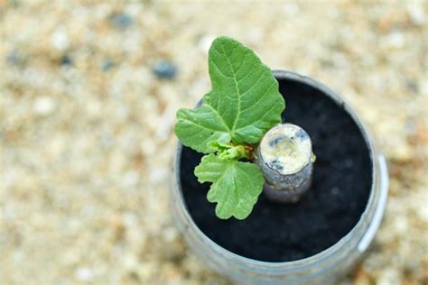 Propagate Fig Tree: Propagation With Cuttings