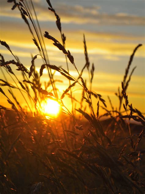 Wheat field Sunset